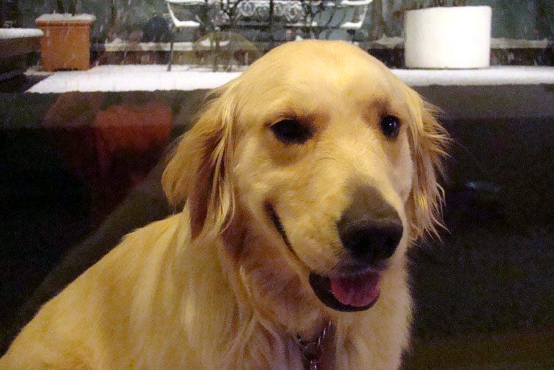 森田の愛犬・リボン
